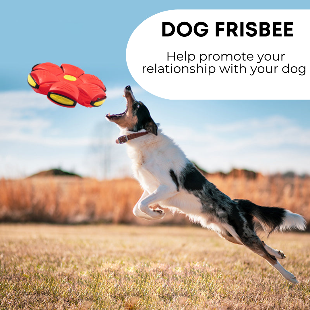 Pawzest™ Dog Frisbee
